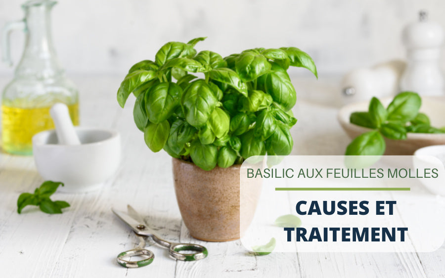 Basilic aux feuilles molles : causes et traitement