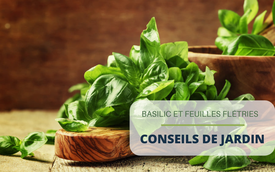 Basilic et feuilles flétries : conseils de jardin