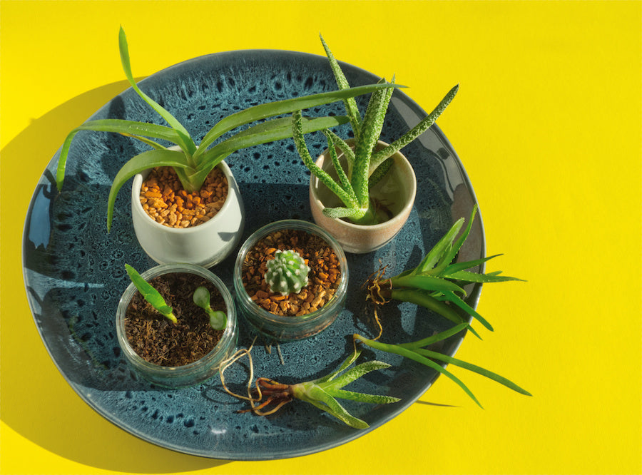 Bouturage des Cactus : guide pratique pour une multiplication réussie