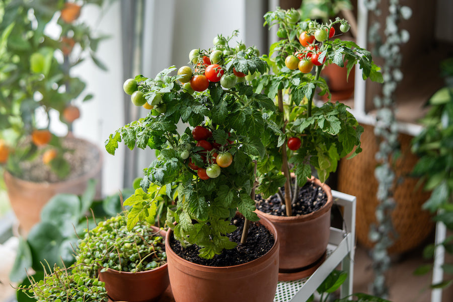 Comment cultiver des tomates  la maison sans jardin ? Nos conseils   Cultivea