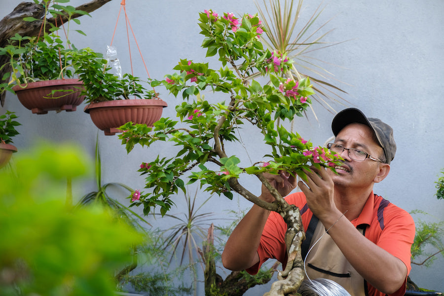 bonsai pfropfen Zanthoxylum