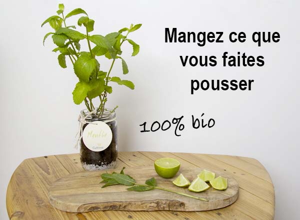 Kit d'herbes aromatiques BIO*- Rouge (Menthe, Coriandre, Thym)