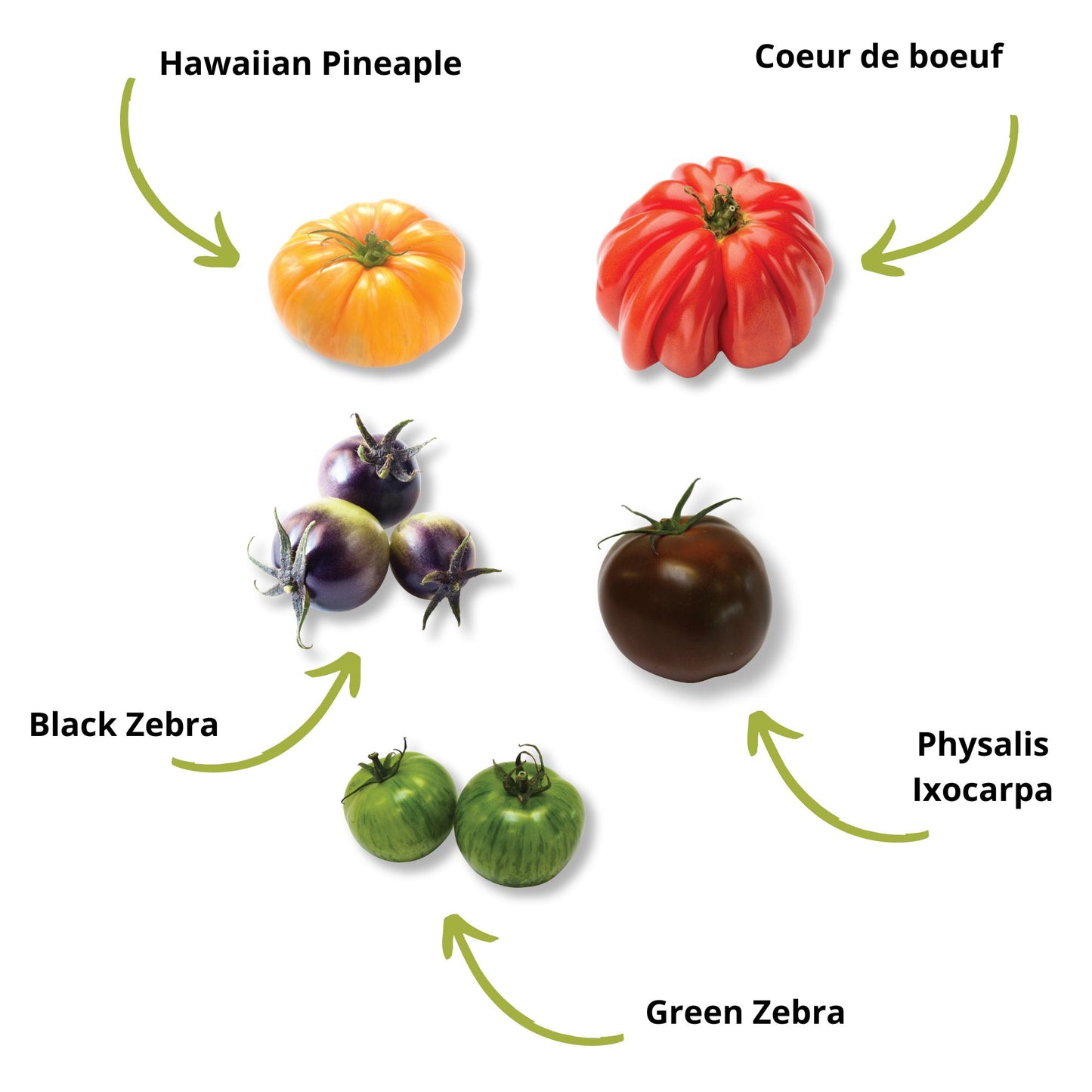 Mini Kit Tomates Arc-en-ciel BIO*