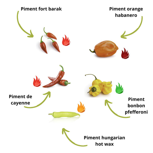 Mini Kit Prêt à pousser Piments BIO*