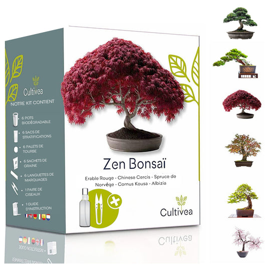 Mini Kit Zen Bonsai - 6 graines avec accessoires