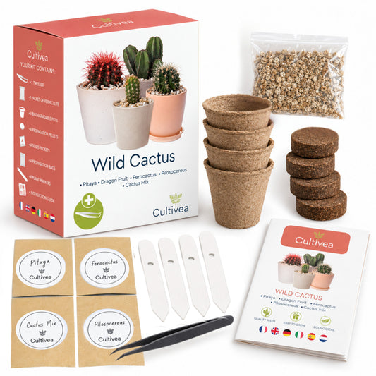 Mini Kit Wild Cactus