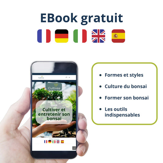 Kit Bonsaï Premium Prêt à Pousser