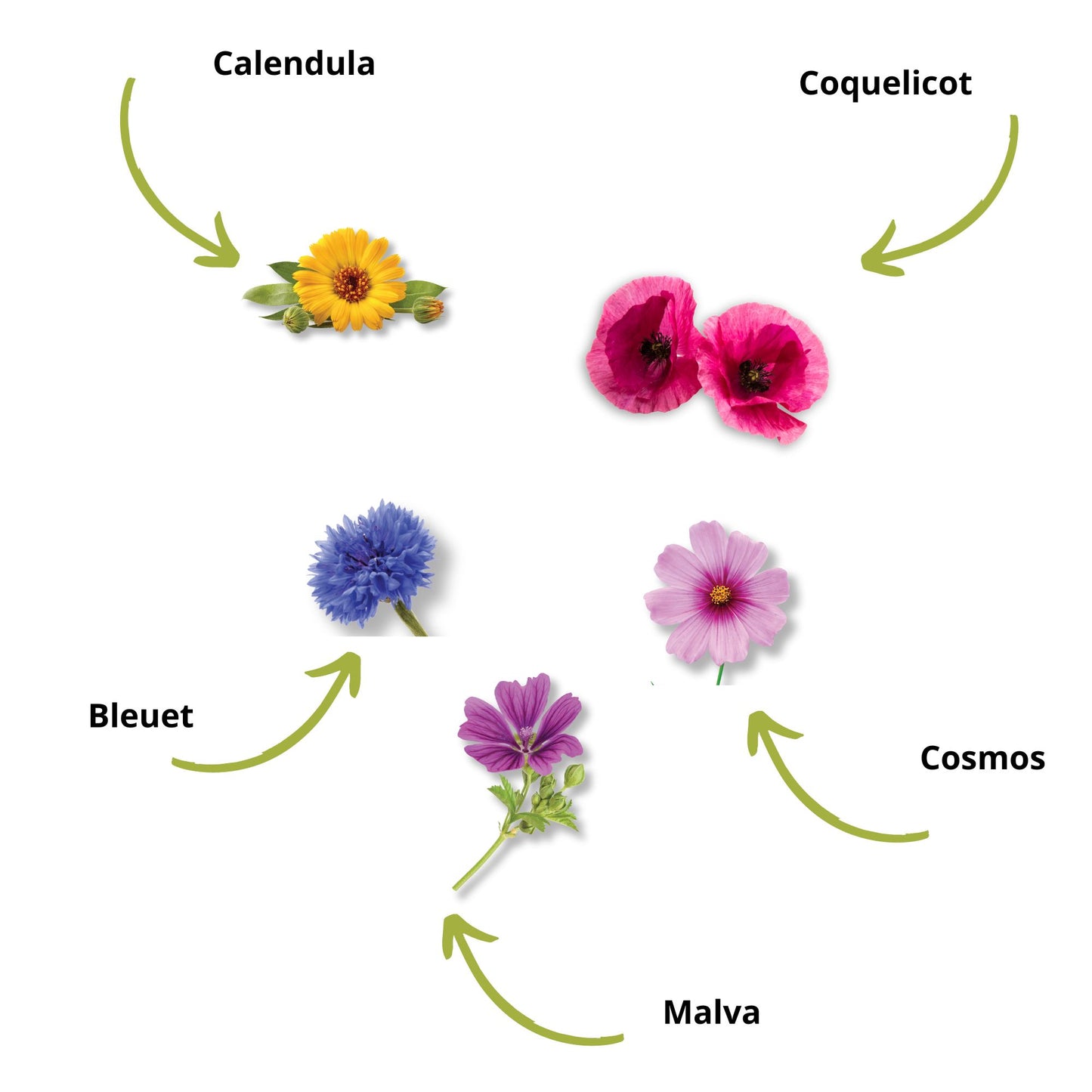Mini Kit Fleurs Comestibles BIO*