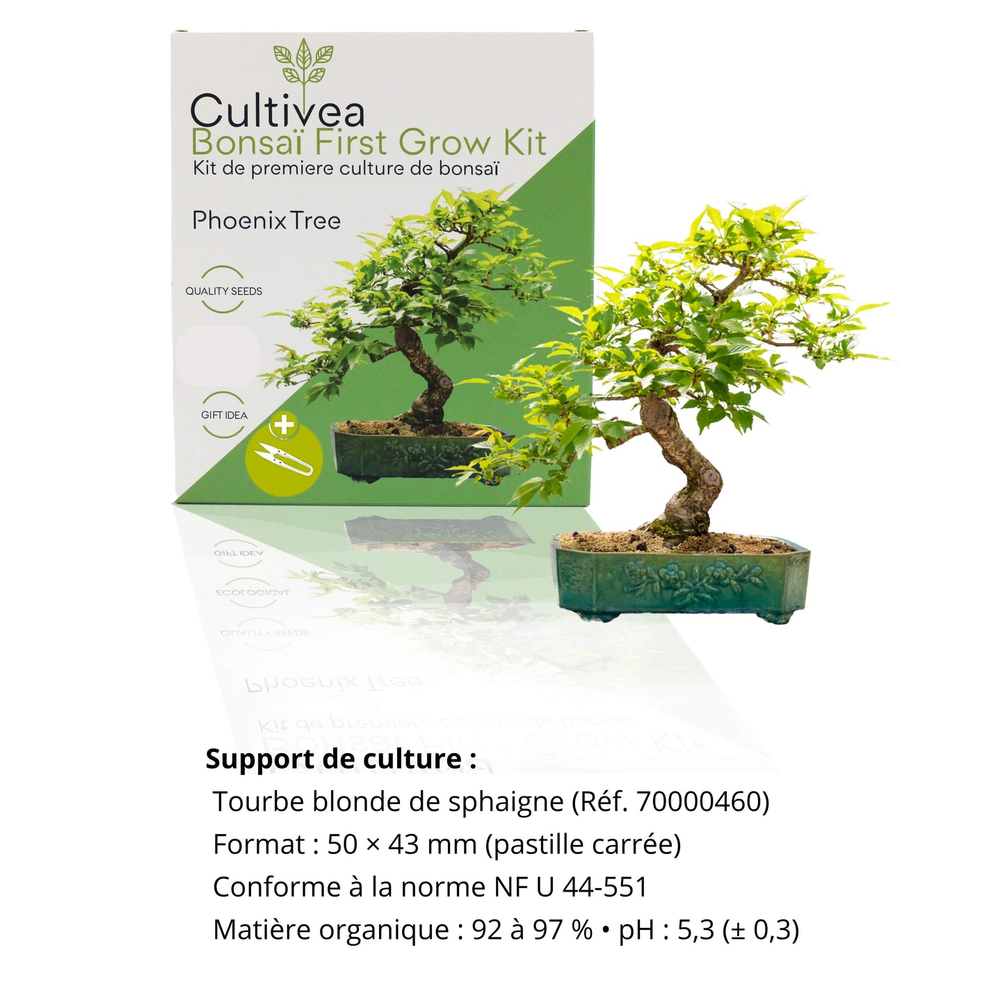 Kit First Bonsai – Albero della Fenice 🔥🌿