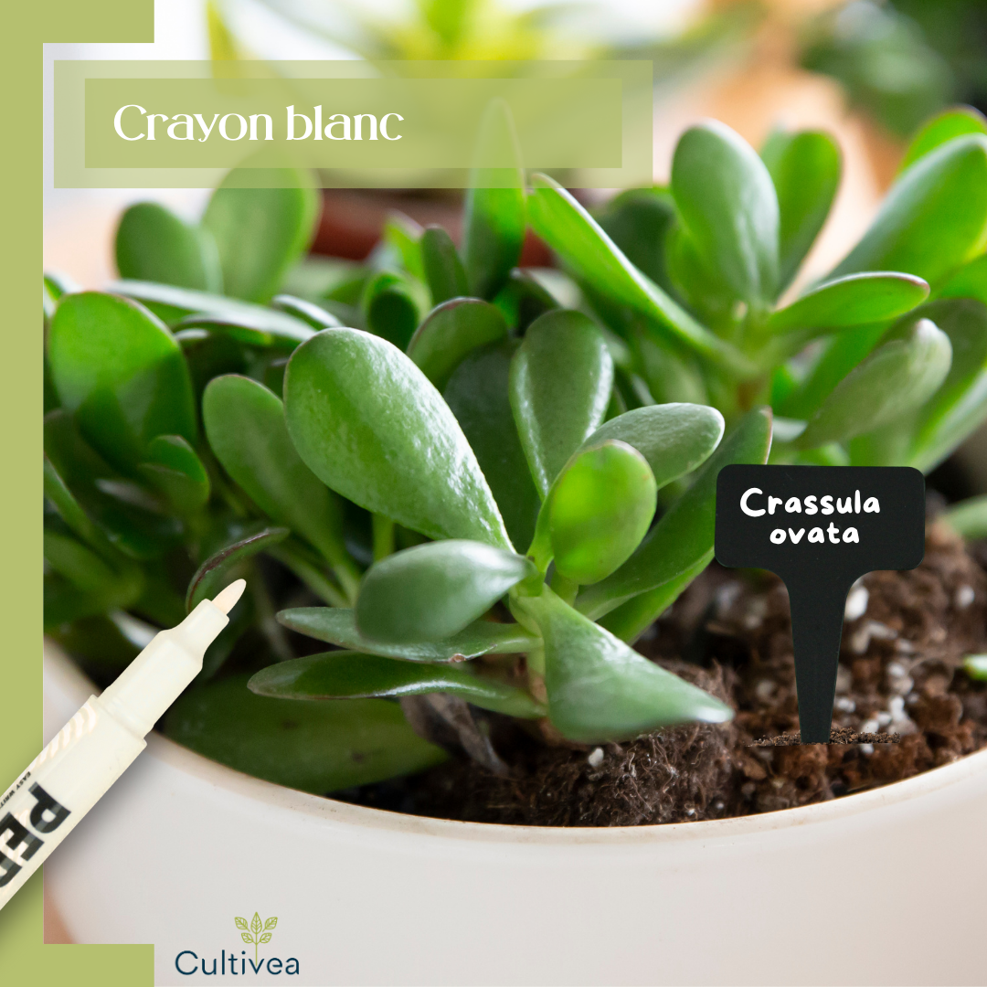 120 Étiquettes Jardin à Planter en Plastique Noir + Marqueur | Forme T à Piquer