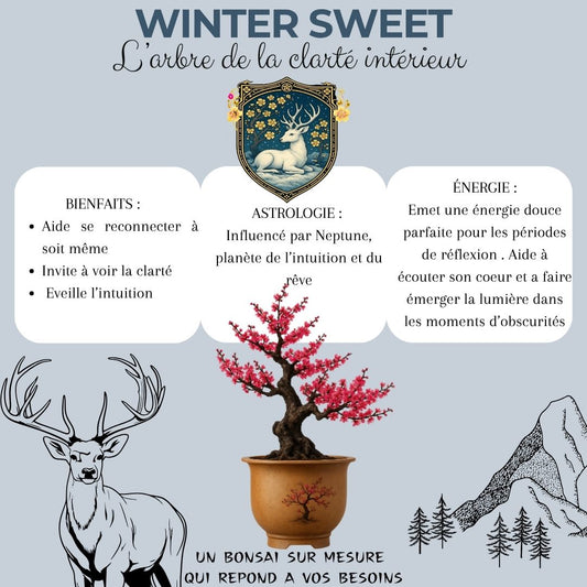 Kit First Bonsai Winter sweet