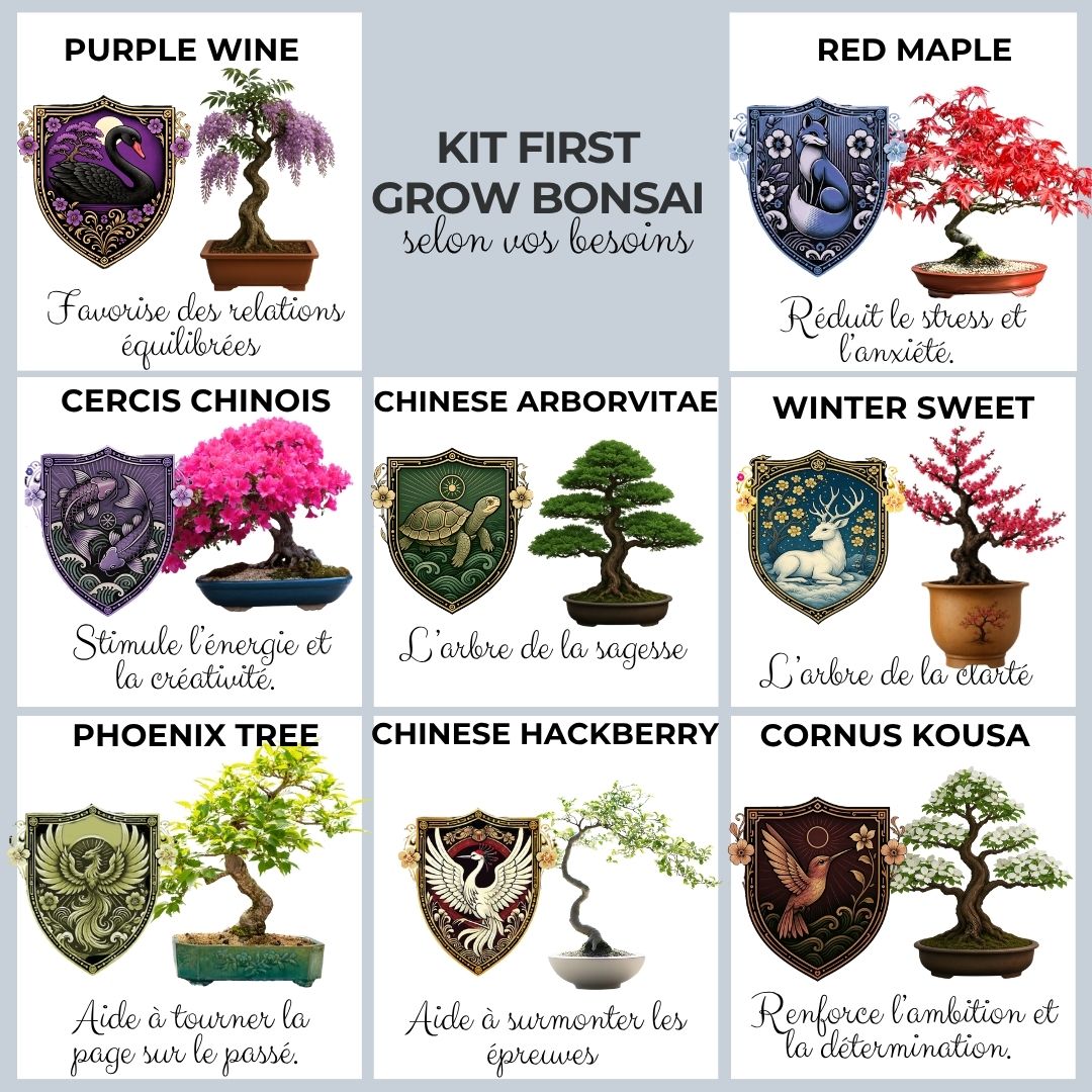 Kit First Bonsai Winter sweet