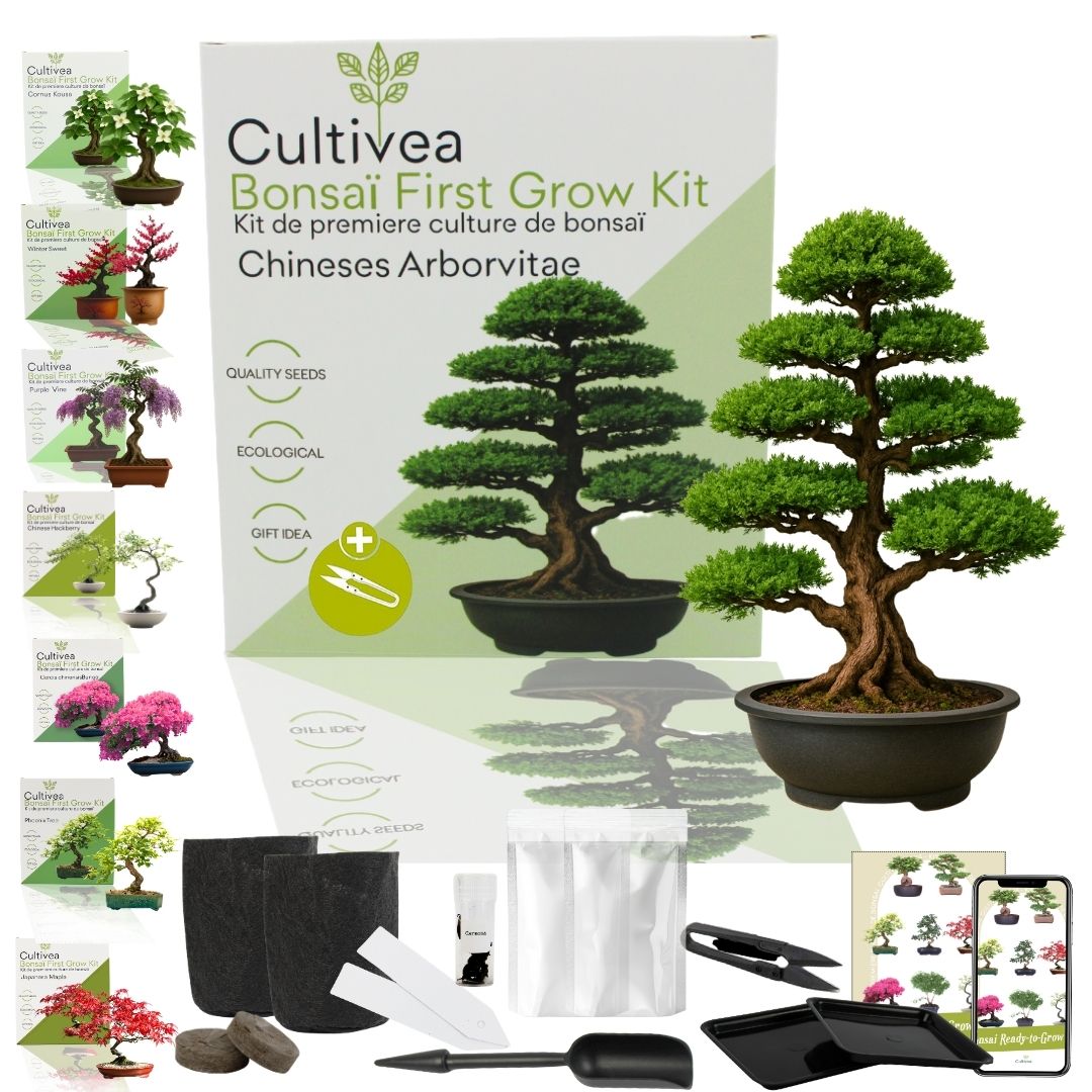 First Bonsai Kit – Chinese Arborvitae | Gardening Gift, Christmas