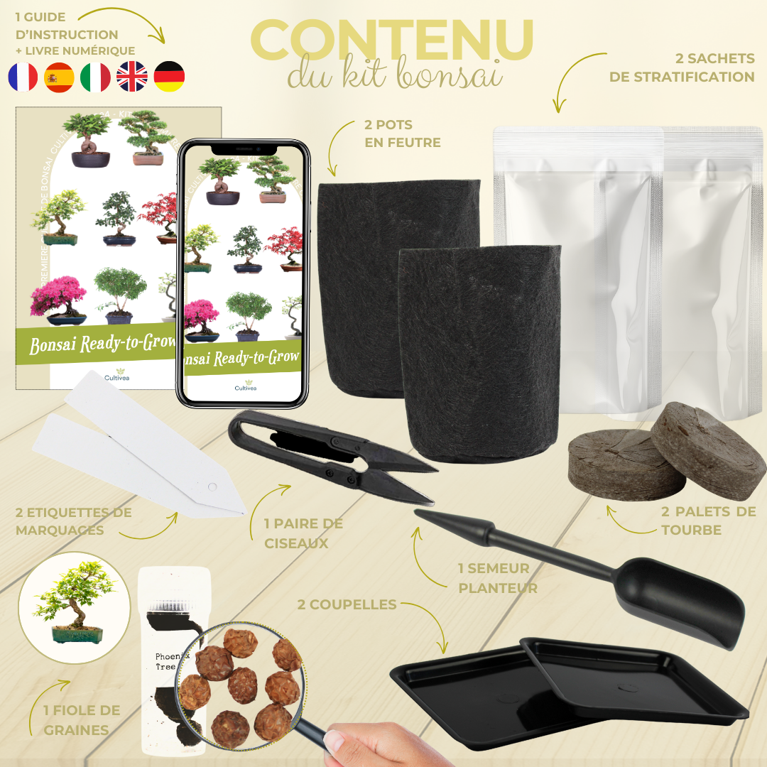 Presentation du contenu du kit bonsai phoenix tree