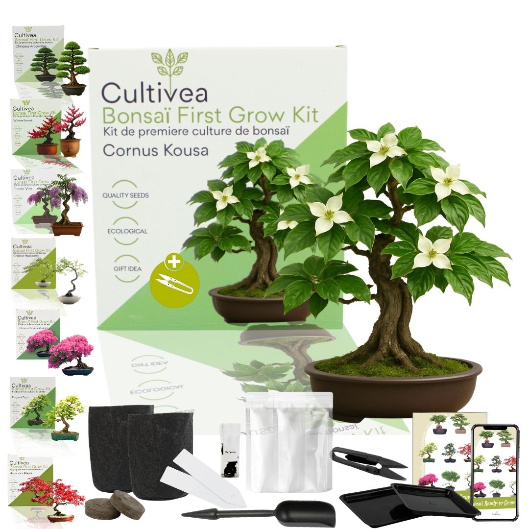 bonsai einsteiger set First Bonsai Set – Cornus kousa