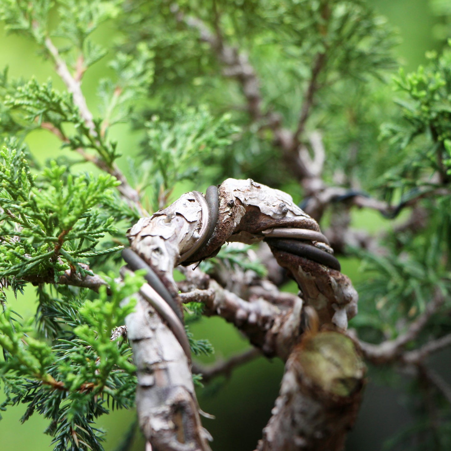 Lot de 6 Fils pour bonsaï en aluminium - 1,0mm/1,5mm/2,0mm/2,5mm/3,0mm/4,0mm