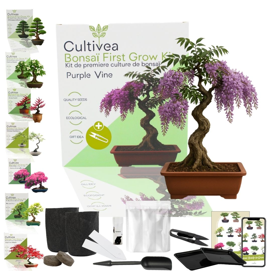 bonsai anzucht set First Bonsai Set – Purple Vine