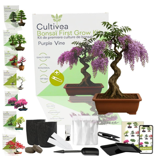 Kit First Bonsai Purple Vine
