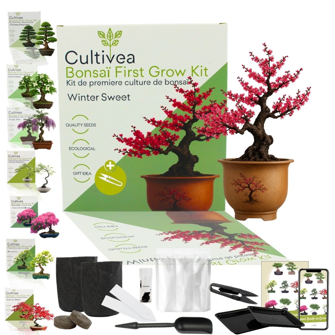 First Bonsai Set – Winter Sweet