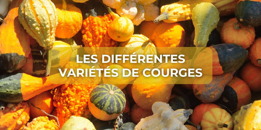 Les différentes variétés de courges et leurs caractéristiques