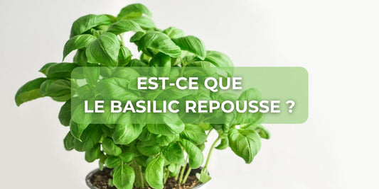 Est-ce que le basilic repousse ?
