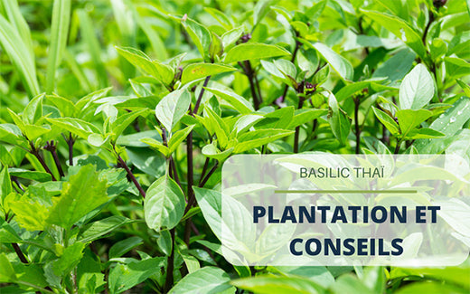 Basilic thaï : plantation et conseils