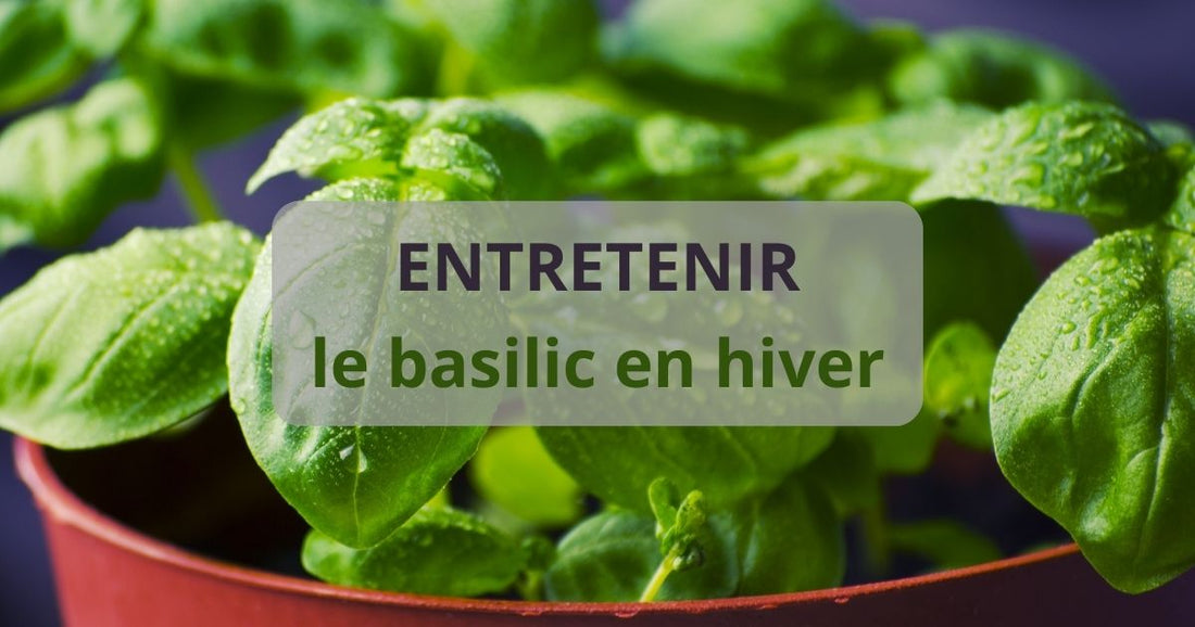 Basilic en hiver : comment l'entretenir ?