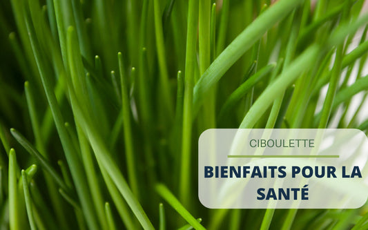 Ciboulette : bienfaits pour la santé