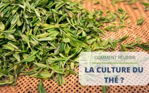 Comment réussir la culture du thé ?