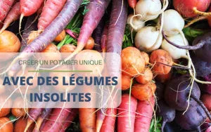 Créer un potager unique avec des légumes insolites