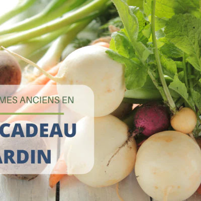Légumes anciens en idée cadeau jardin