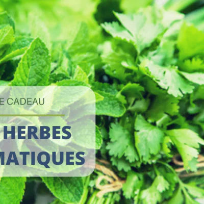 Offrir un kit d’herbes aromatiques comme cadeau