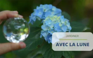 Jardiner avec la lune : ce qu'il faut retenir