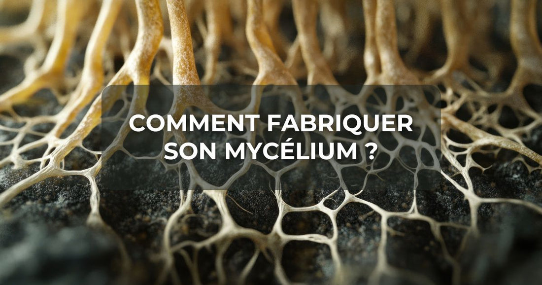 Comment fabriquer son mycélium ?