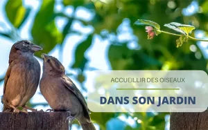Accueillir des oiseaux dans son jardin