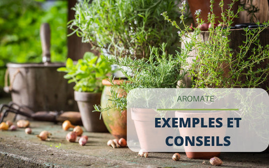 Aromate : exemples et conseils