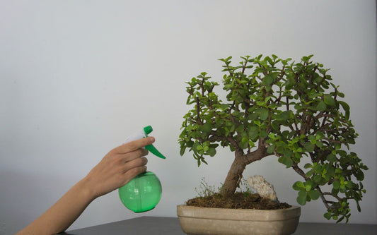 Arroser un bonsaï : fréquence et bonnes pratiques