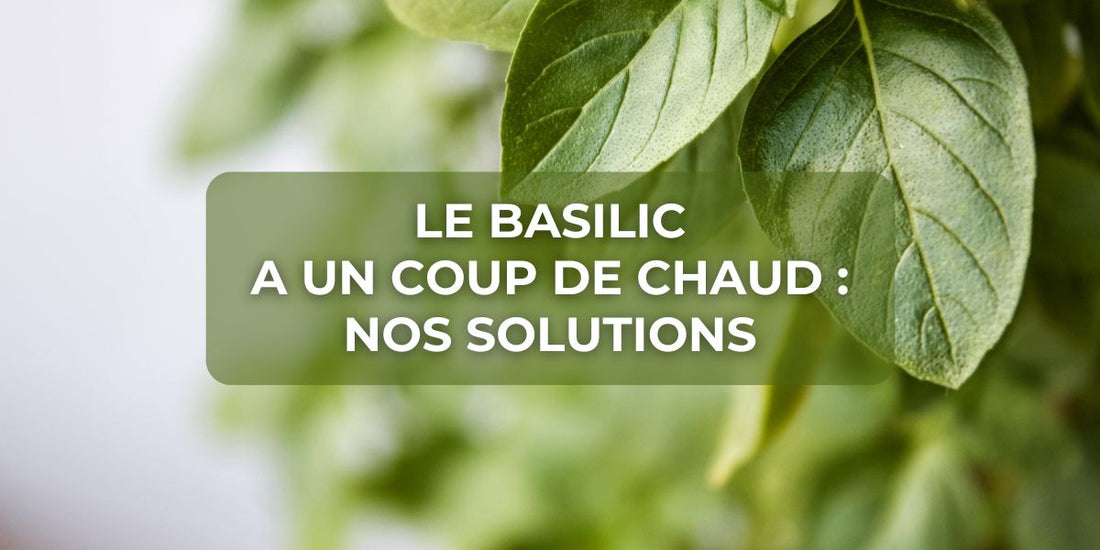 Le basilic a un coup de chaud : solutions