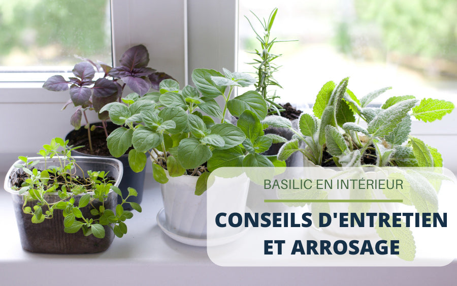 Basilic en intérieur : conseils d'entretien et arrosage