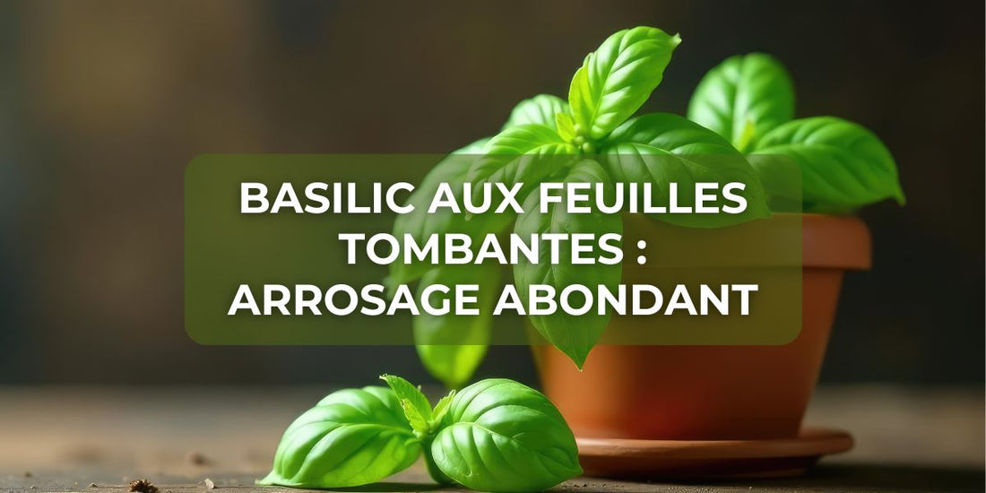 Basilic aux feuilles tombantes : arrosage abondant