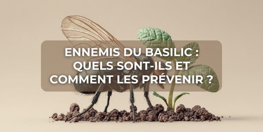 Ennemis du basilic : quels sont-ils et comment les prévenir ?