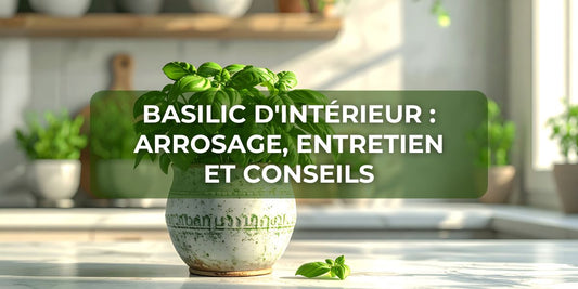 Basilic d'intérieur : arrosage, entretien et conseils