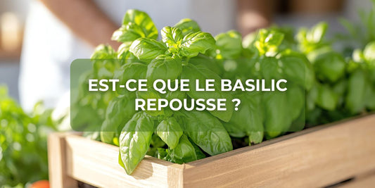 Est-ce que le basilic repousse ?