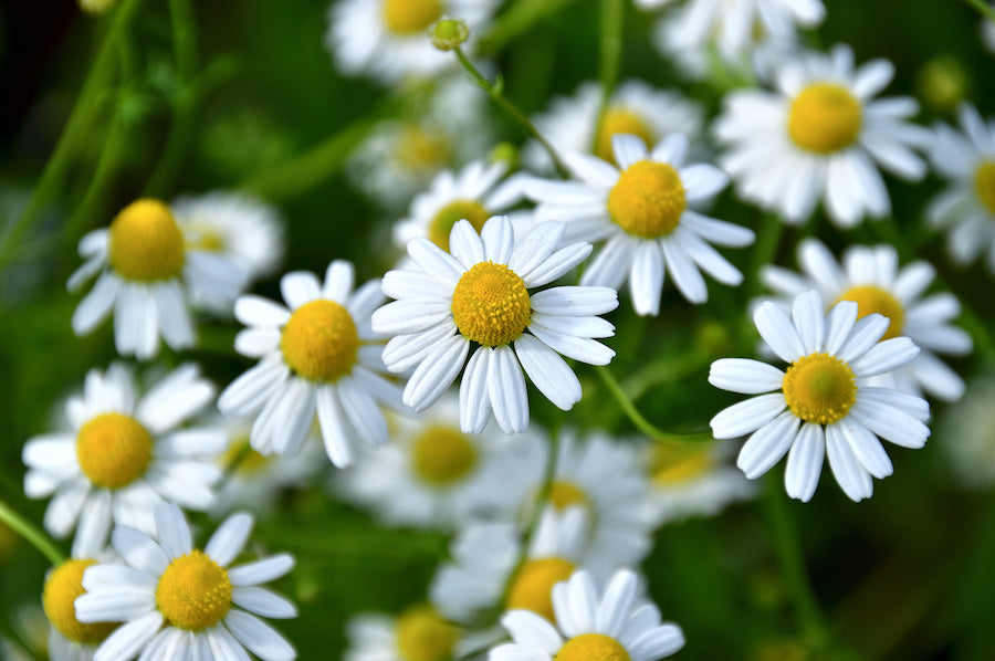 Les bienfaits de la camomille : la plante douce qui prend soin de vous