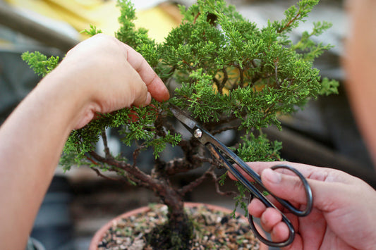 Comment faire pousser un Bonsai Gainier de Chine ?