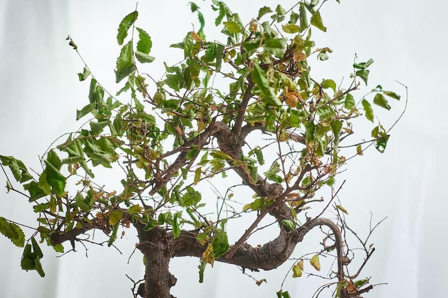 Pourquoi mon bonsaï jaunit / perd ses feuilles ?