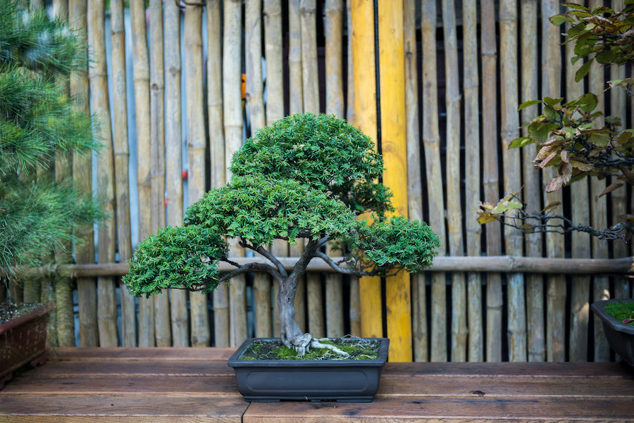 Comment former un Juniperus en bonsaï ?