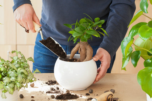 Les bonsaïs : alliés naturels pour améliorer la qualité de l’air