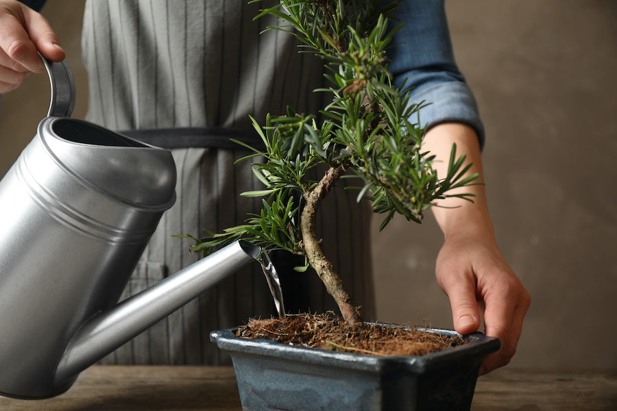 Quel bonsai choisir selon votre style de vie 