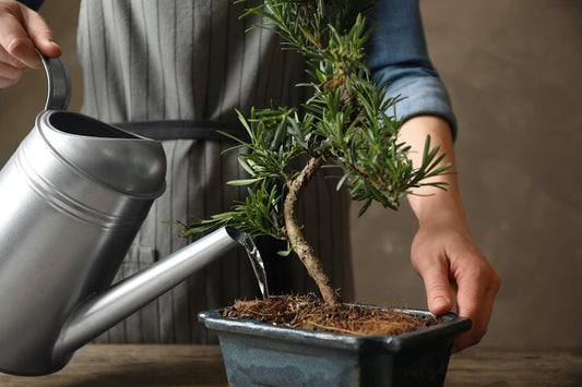 Quel bonsai choisir selon votre style de vie 
